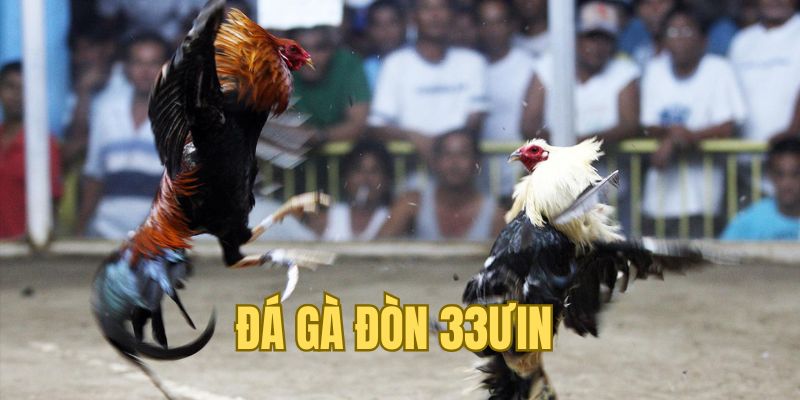 Mãn nhãn với các trận đấu gà đòn ở 33WIN