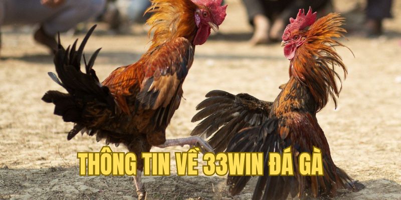 Vài nét thông tin chính về chuyên mục Đá Gà 33WIN 