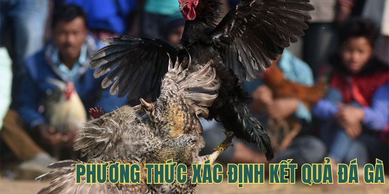 Phương thức phân định thắng thua trong gà chọi